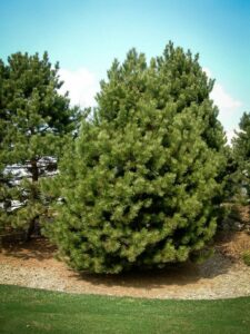 Сосна Чёрная (Pinus Nigra) купить по цене от 270.00р. в интернет-магазине «Посадика» с доставкой почтой в в Выборге и по всей России – [изображение №1].