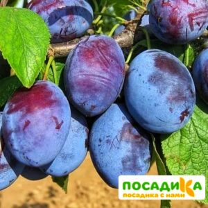 Слива Чачакская ранняя купить по цене от 229.00р. в интернет-магазине «Посадика» с доставкой почтой в в Выборге и по всей России – [изображение №1].