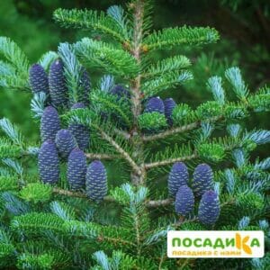 Пихта корейская (Abies koreana) купить по цене от 450.00р. в интернет-магазине «Посадика» с доставкой почтой в в Выборге и по всей России – [изображение №1].