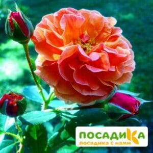 Роза Арабия купить по цене от 350.00р. в интернет-магазине «Посадика» с доставкой почтой в в Выборге и по всей России – [изображение №1].