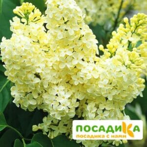 Сирень Примроуз (Primrose) купить по цене от 529.00р. в интернет-магазине «Посадика» с доставкой почтой в в Выборге и по всей России – [изображение №1].