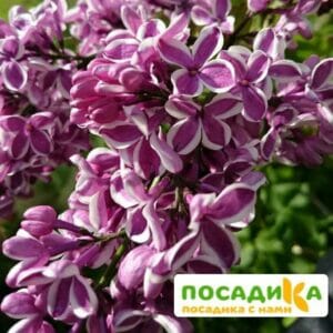 Сирень Сенсация купить по цене от 529.00р. в интернет-магазине «Посадика» с доставкой почтой в в Выборге и по всей России – [изображение №1].