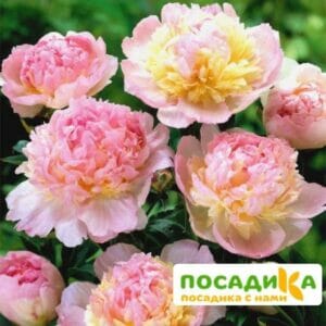 Пион Распберри Сандей (Paeonia Raspberry Sundae) купить по цене от 959р. в интернет-магазине «Посадика» с доставкой почтой в в Выборге и по всей России – [изображение №1].