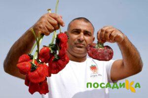 Клубника Гигант Джорнея купить по цене от 266р. в интернет-магазине «Посадика» с доставкой почтой в в Выборге и по всей России – [изображение №1].