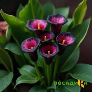 Калла Аура Лейс купить по цене от 400р. в интернет-магазине «Посадика» с доставкой почтой в в Выборге и по всей России – [изображение №1].