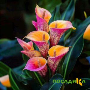 Калла Оникс купить по цене от 450р. в интернет-магазине «Посадика» с доставкой почтой в в Выборге и по всей России – [изображение №1].