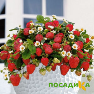 Клубника Рубиновый Шепот (горшечная) купить по цене от 240р. в интернет-магазине «Посадика» с доставкой почтой в в Выборге и по всей России – [изображение №1].