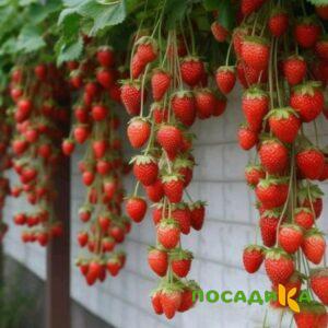 Клубника вьющаяся Комплимент купить по цене от 470р. в интернет-магазине «Посадика» с доставкой почтой в в Выборге и по всей России – [изображение №1].