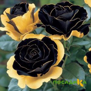 Роза Ханни Сикл купить по цене от 700р. в интернет-магазине «Посадика» с доставкой почтой в в Выборге и по всей России – [изображение №1].