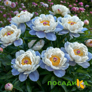 Пион акварельный Этюд купить по цене от 806р. в интернет-магазине «Посадика» с доставкой почтой в в Выборге и по всей России – [изображение №1].