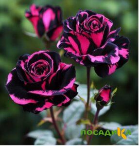 Роза Багровый Шепот купить по цене от 366р. в интернет-магазине «Посадика» с доставкой почтой в в Выборге и по всей России – [изображение №1].