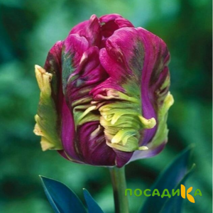 Тюльпан Экзотик Хэвен купить по цене от 186р. в интернет-магазине «Посадика» с доставкой почтой в в Выборге и по всей России – [изображение №1].